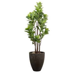 Planta Ficus