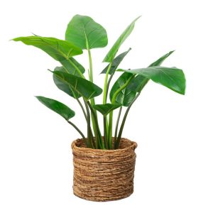 MACETA CURCUMA