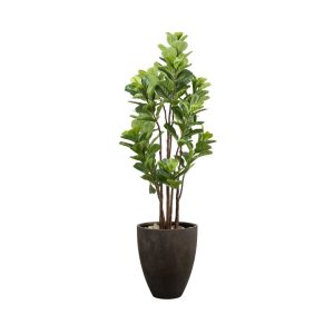 Planta Ficus