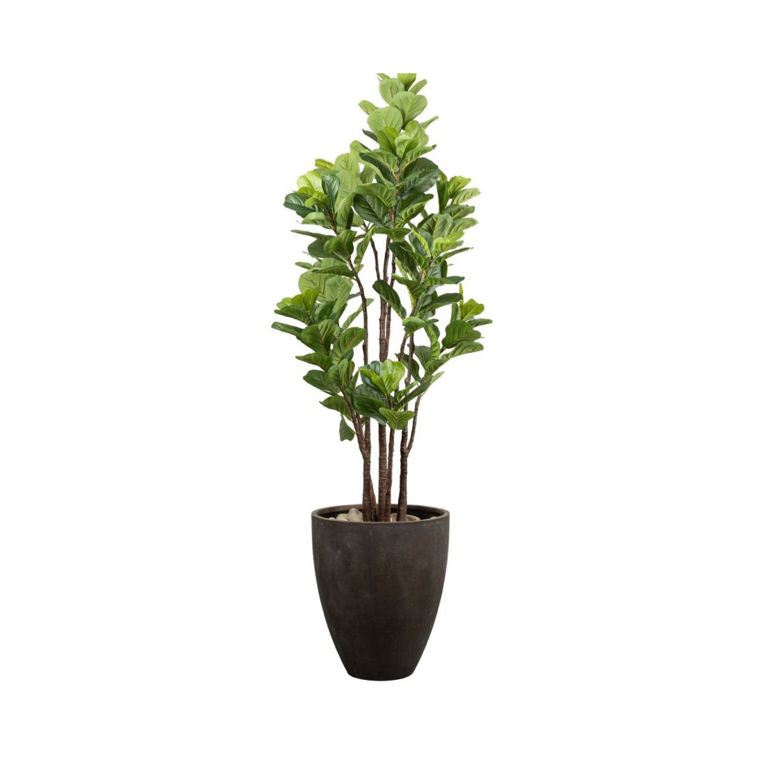 Planta Ficus