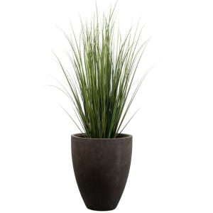 Planta Grass