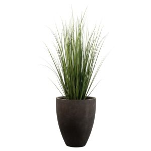 Planta Grass