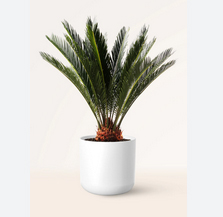 Planta Cycas