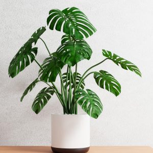Planta Monstera